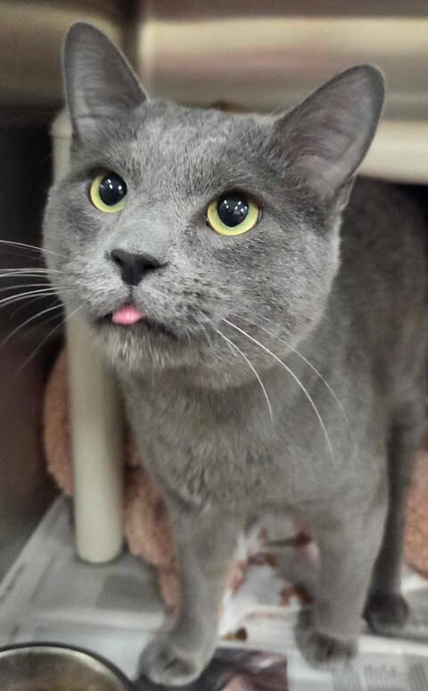 Picture of the Animal Listed