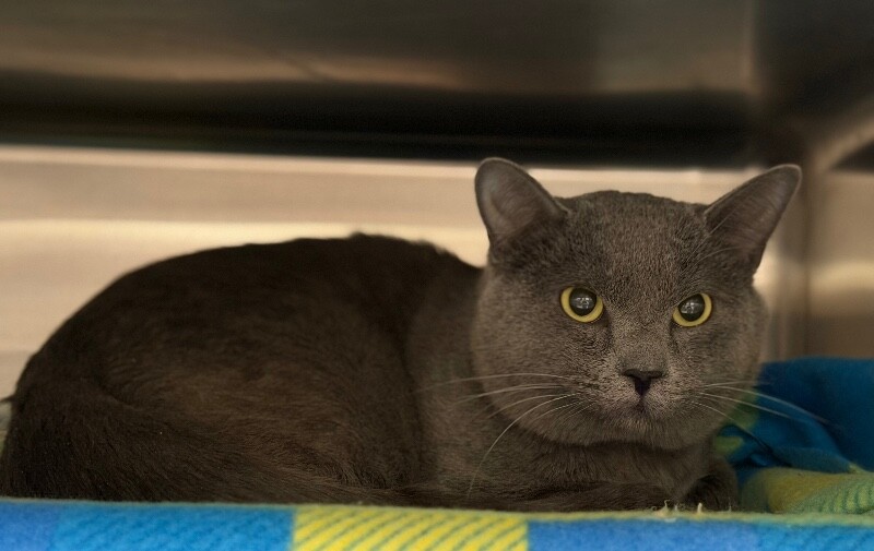 Picture of the Animal Listed