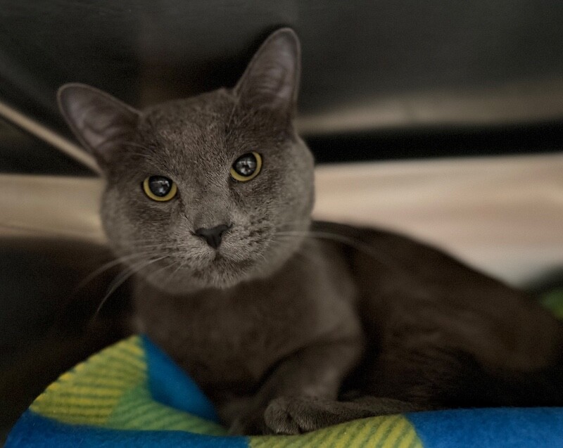 Picture of the Animal Listed