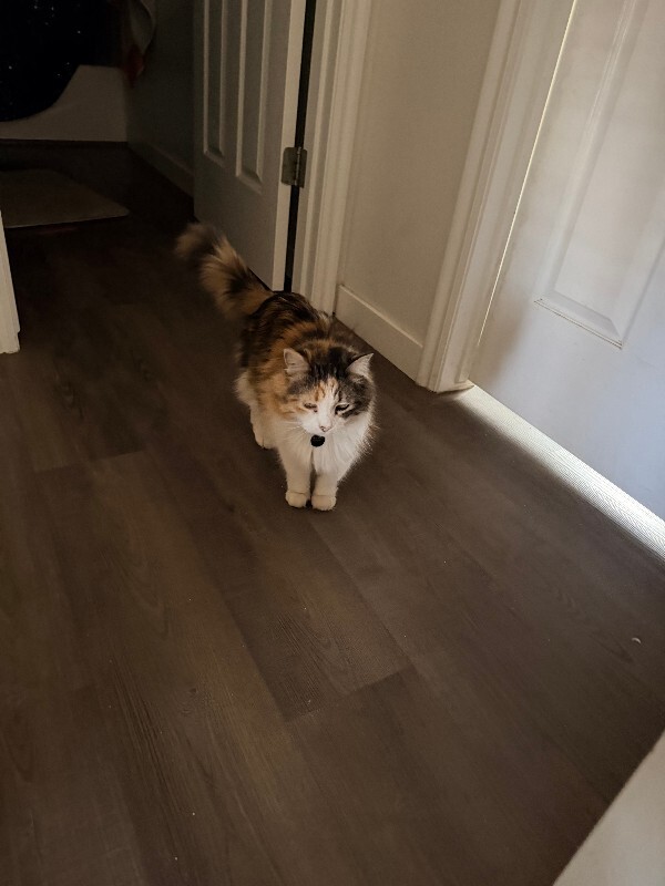 Picture of the Animal Listed