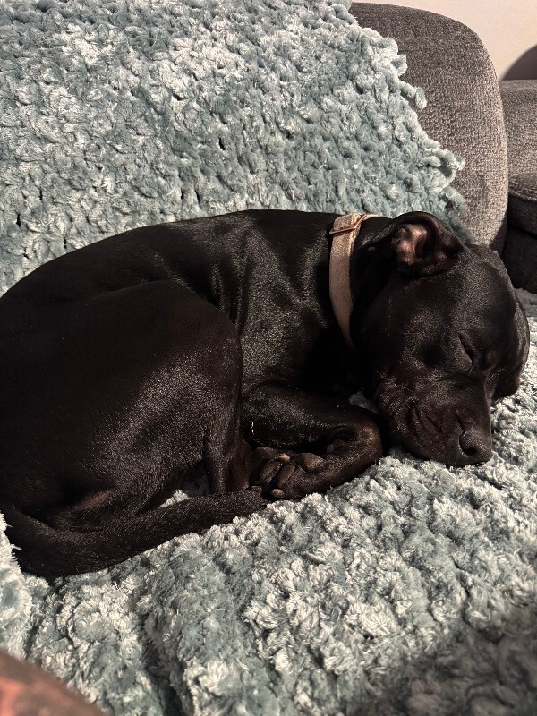 Picture of the Animal Listed