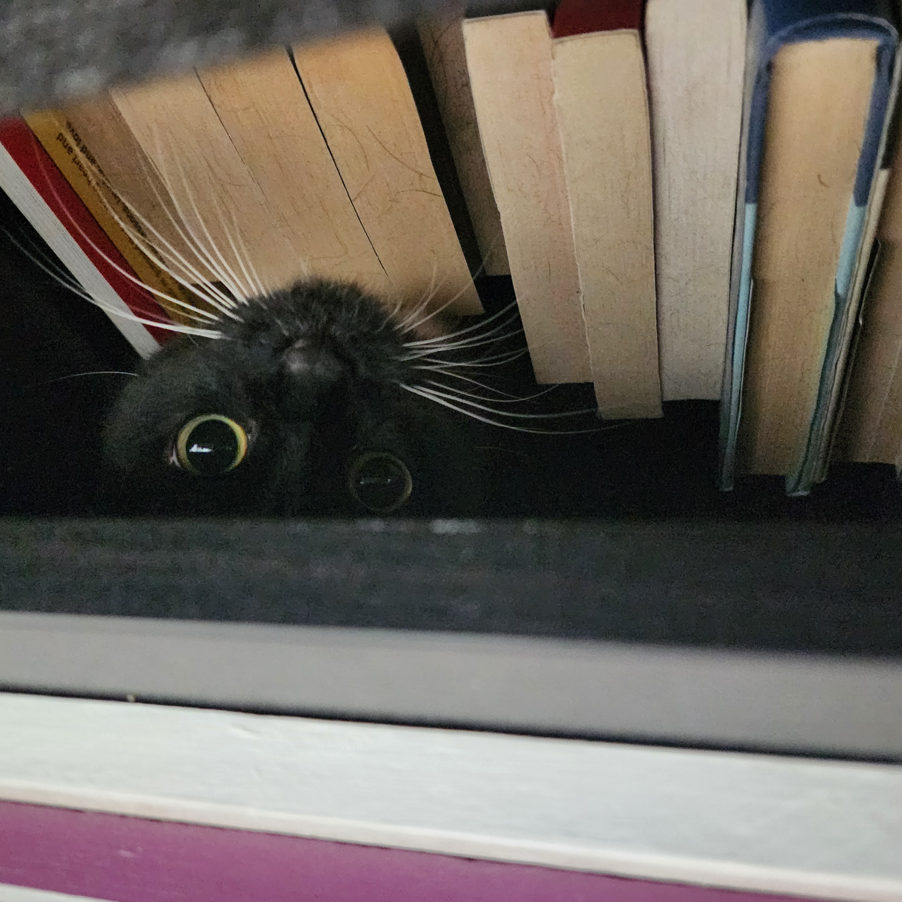 Picture of the Animal Listed