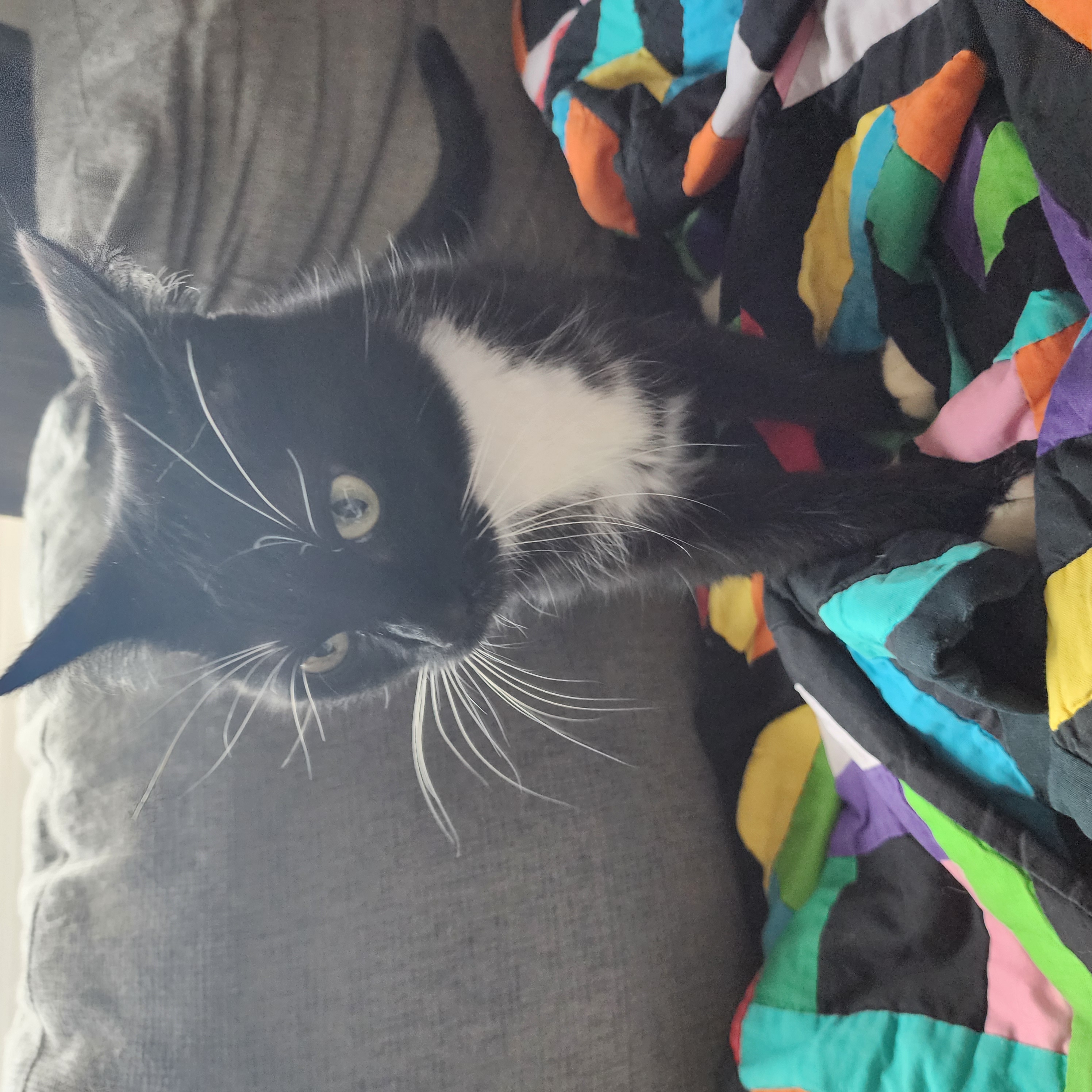 Picture of the Animal Listed