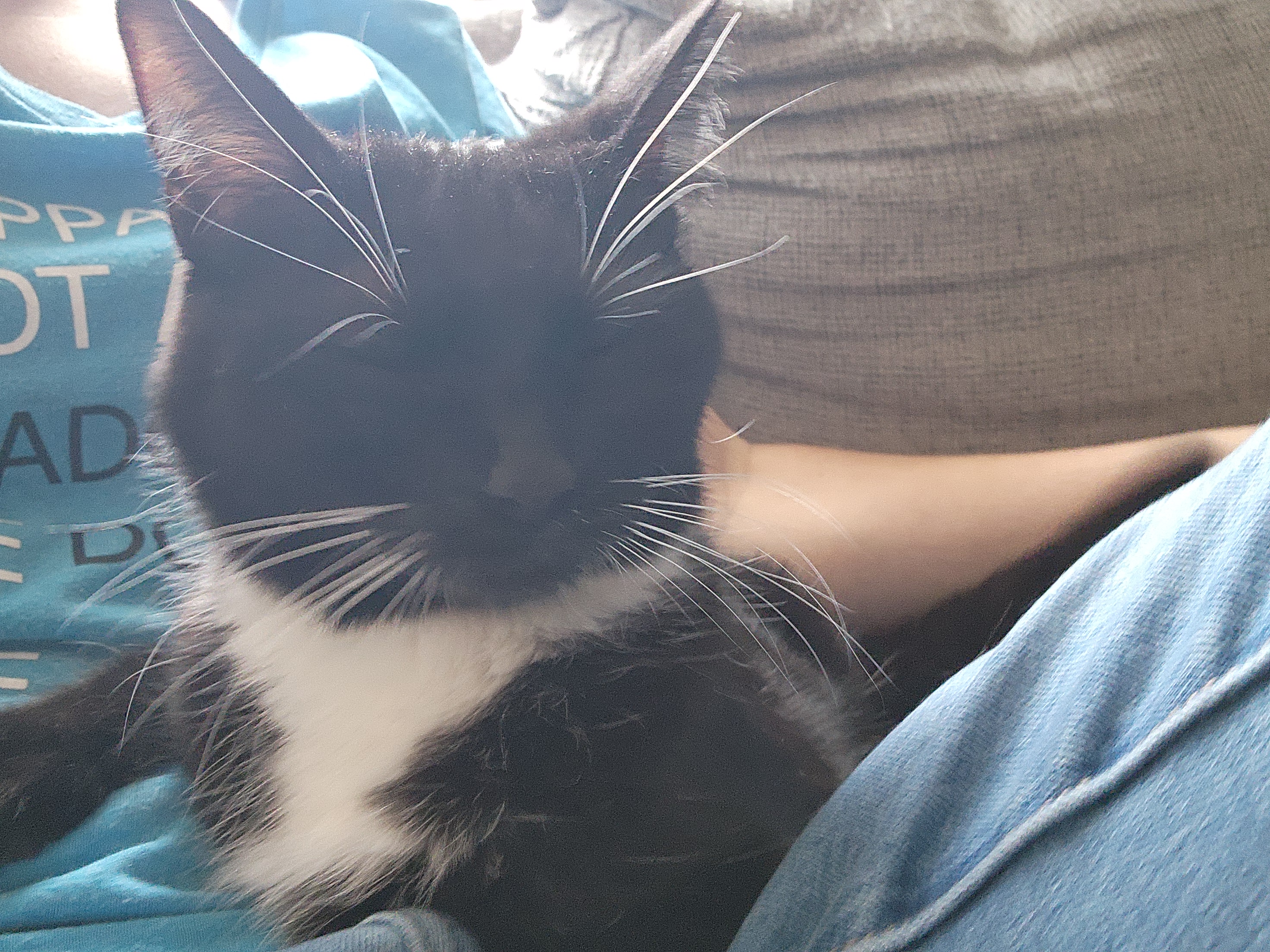 Picture of the Animal Listed