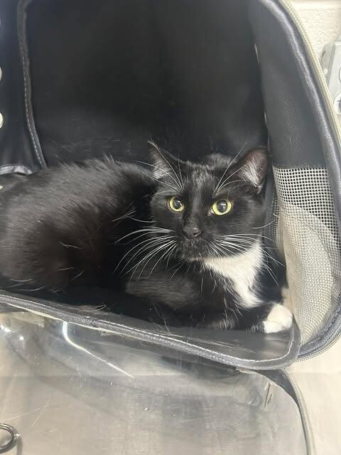 Picture of the Animal Listed