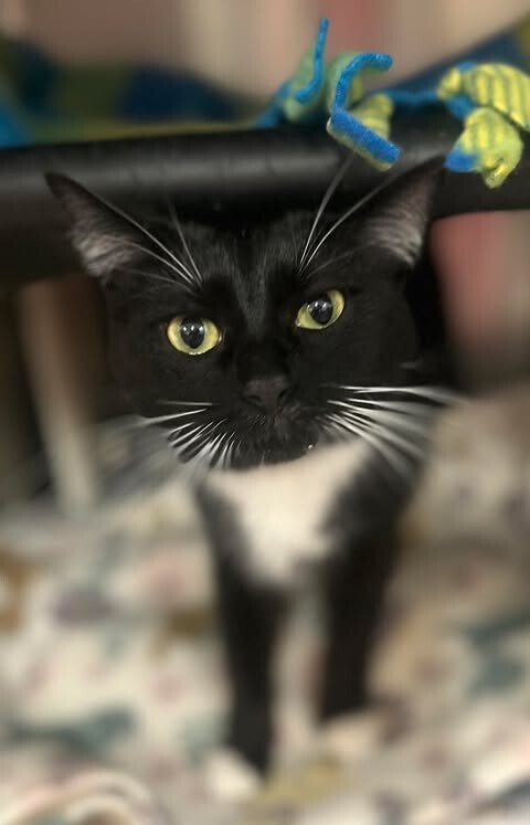 Picture of the Animal Listed