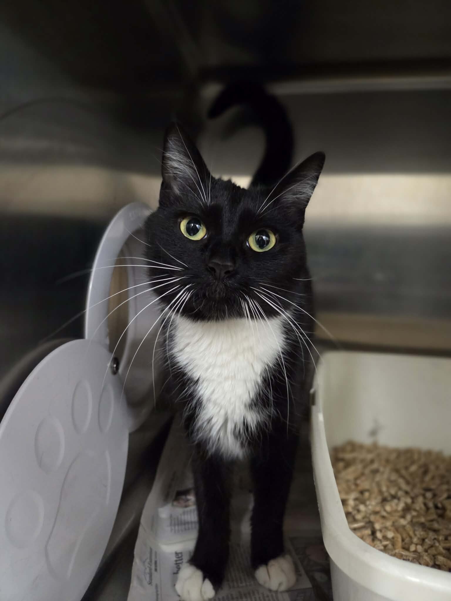 Picture of the Animal Listed