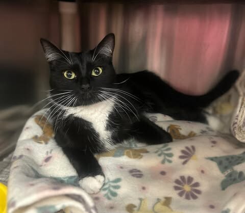 Picture of the Animal Listed