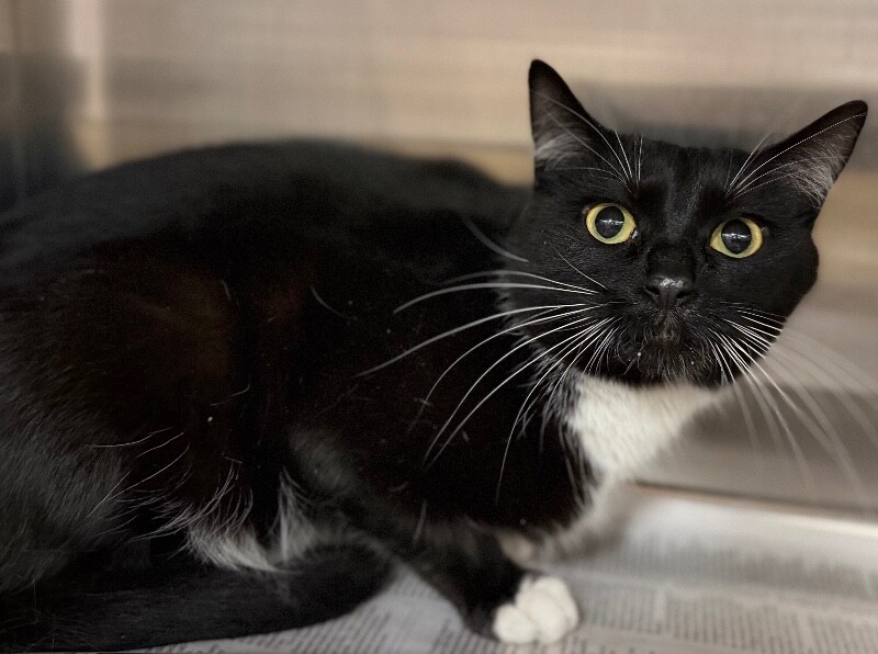 Picture of the Animal Listed