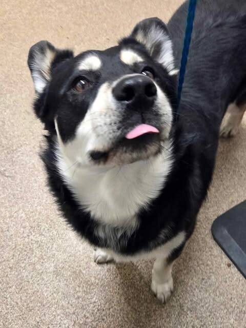 Picture of the Animal Listed