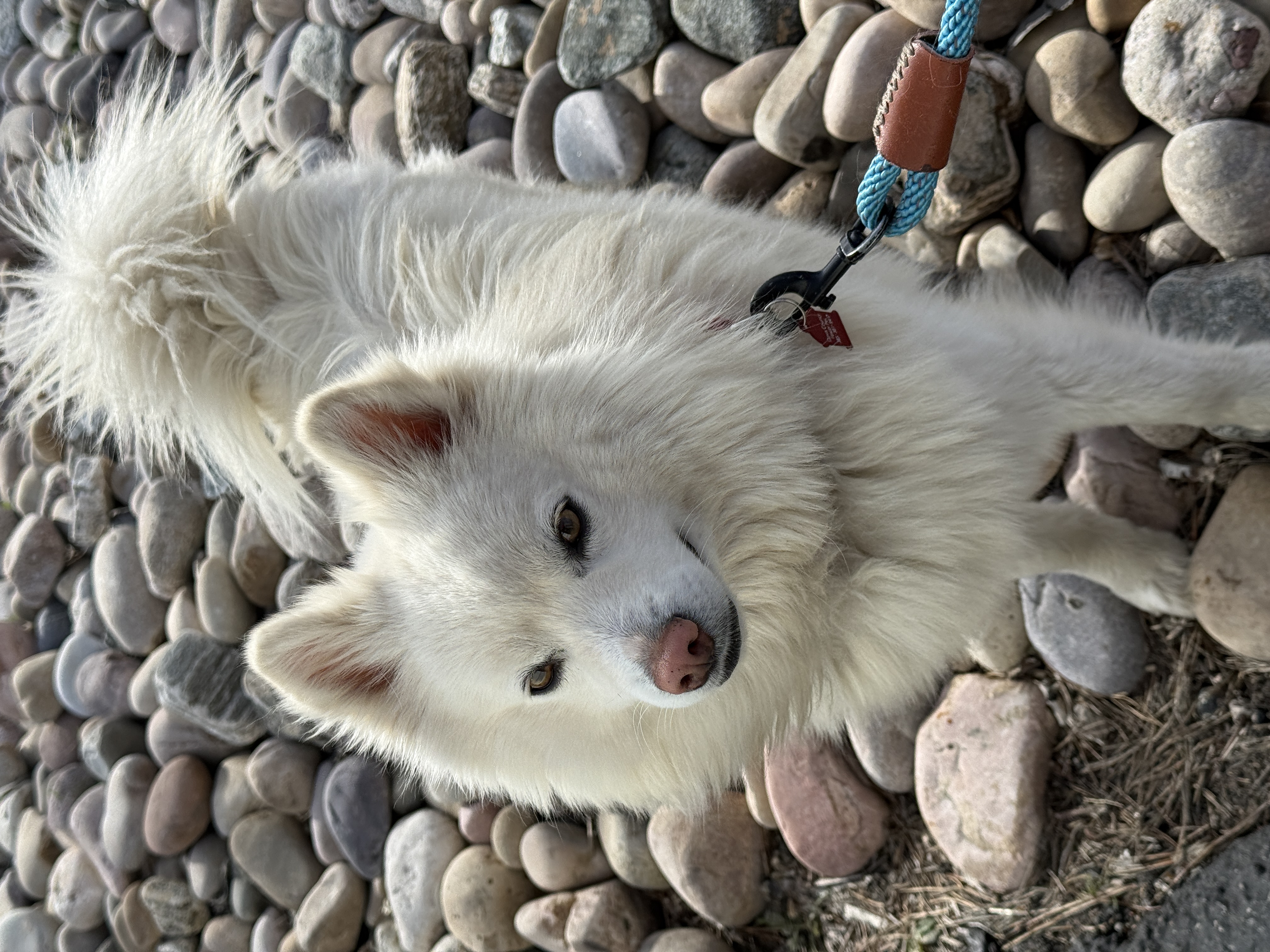 Picture of the Animal Listed