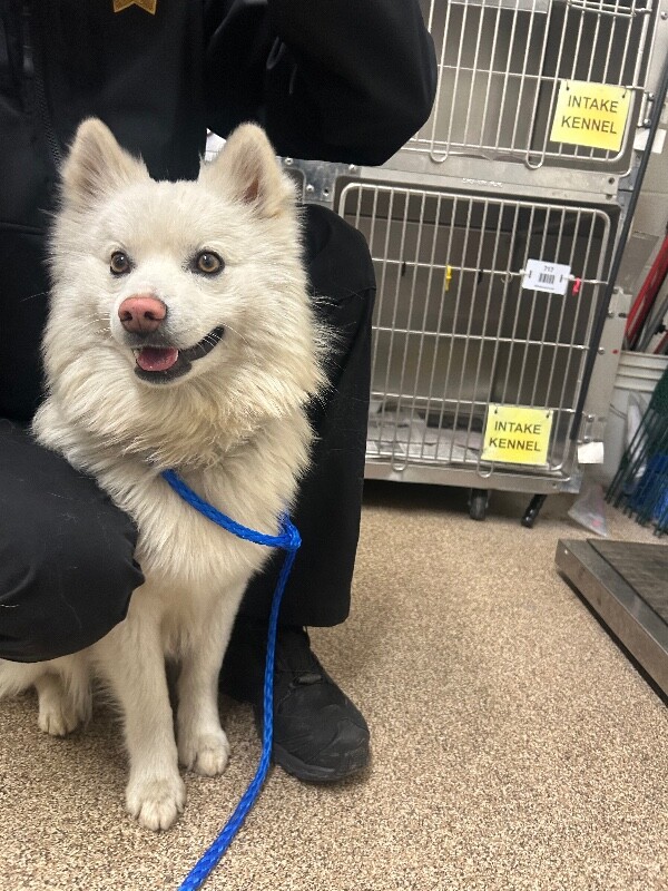 Picture of the Animal Listed