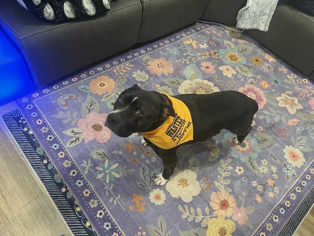 Picture of the Animal Listed