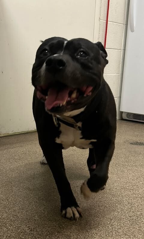 Picture of the Animal Listed