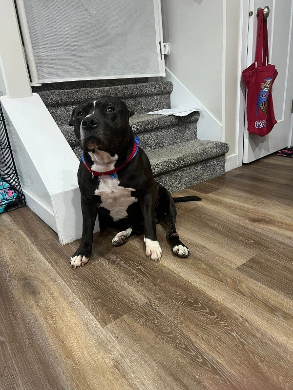 Picture of the Animal Listed