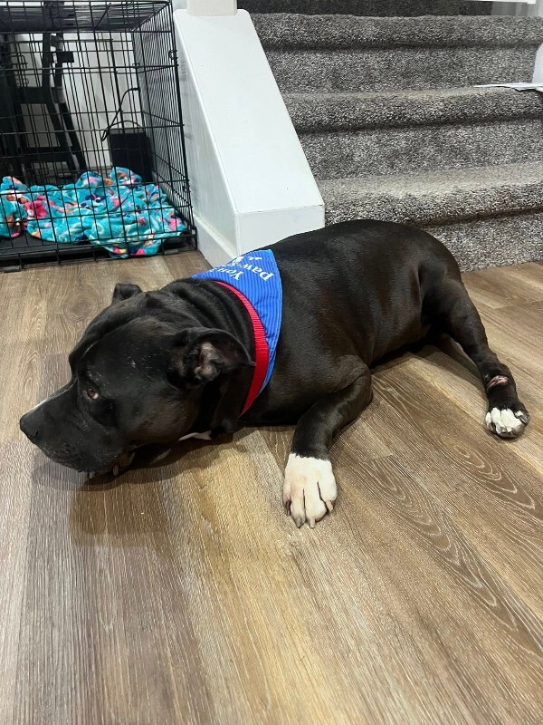 Picture of the Animal Listed