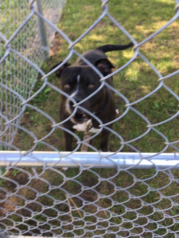 Picture of the Animal Listed