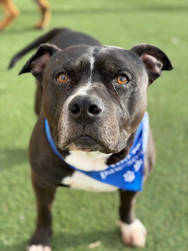 Picture of the Animal Listed