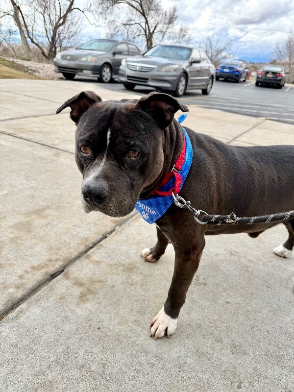 Picture of the Animal Listed