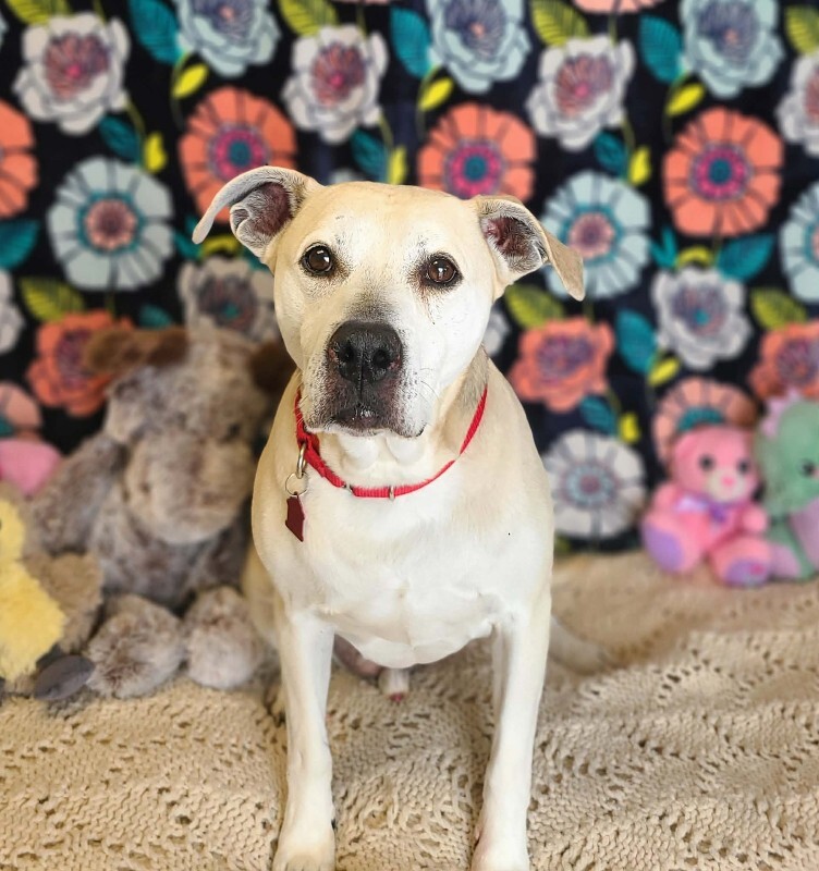 Picture of the Animal Listed