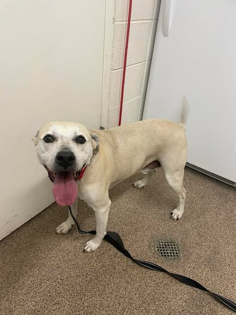 Picture of the Animal Listed