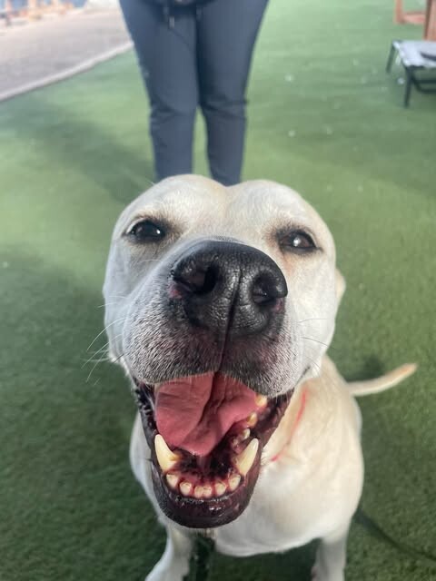 Picture of the Animal Listed