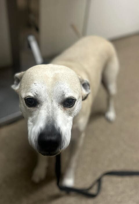 Picture of the Animal Listed