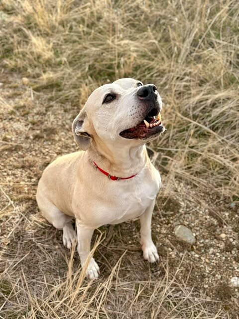 Picture of the Animal Listed