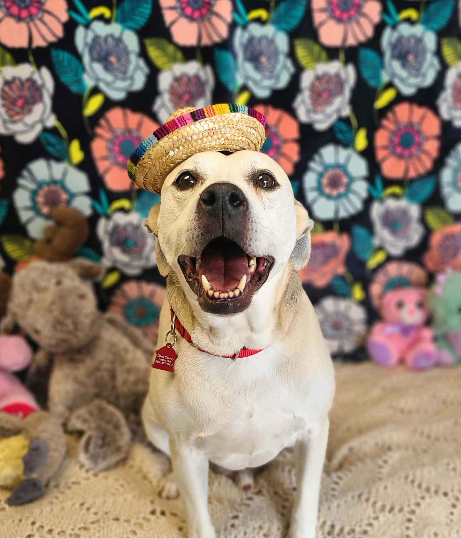 Picture of the Animal Listed