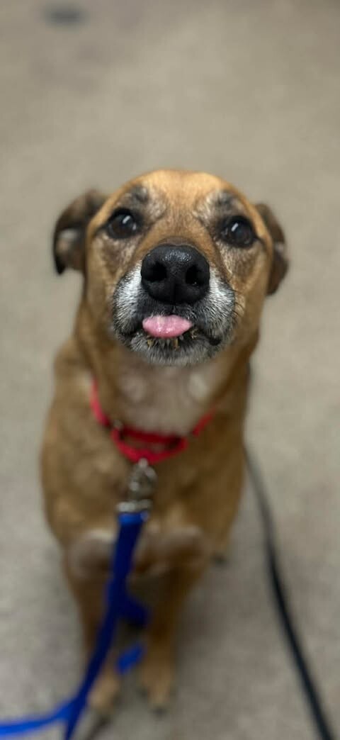 Picture of the Animal Listed