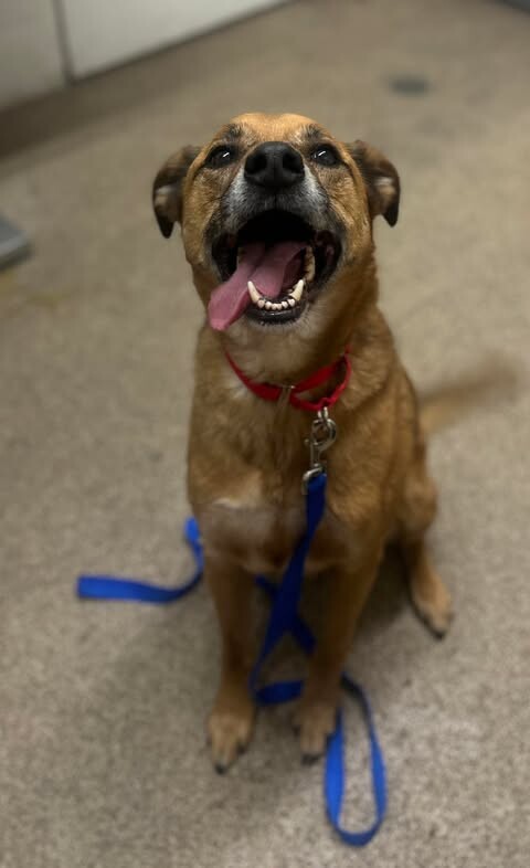 Picture of the Animal Listed