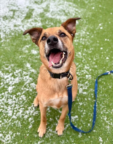 Picture of the Animal Listed