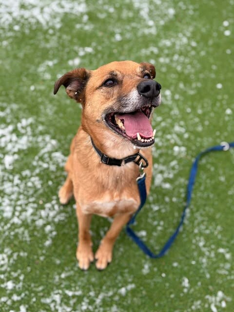 Picture of the Animal Listed