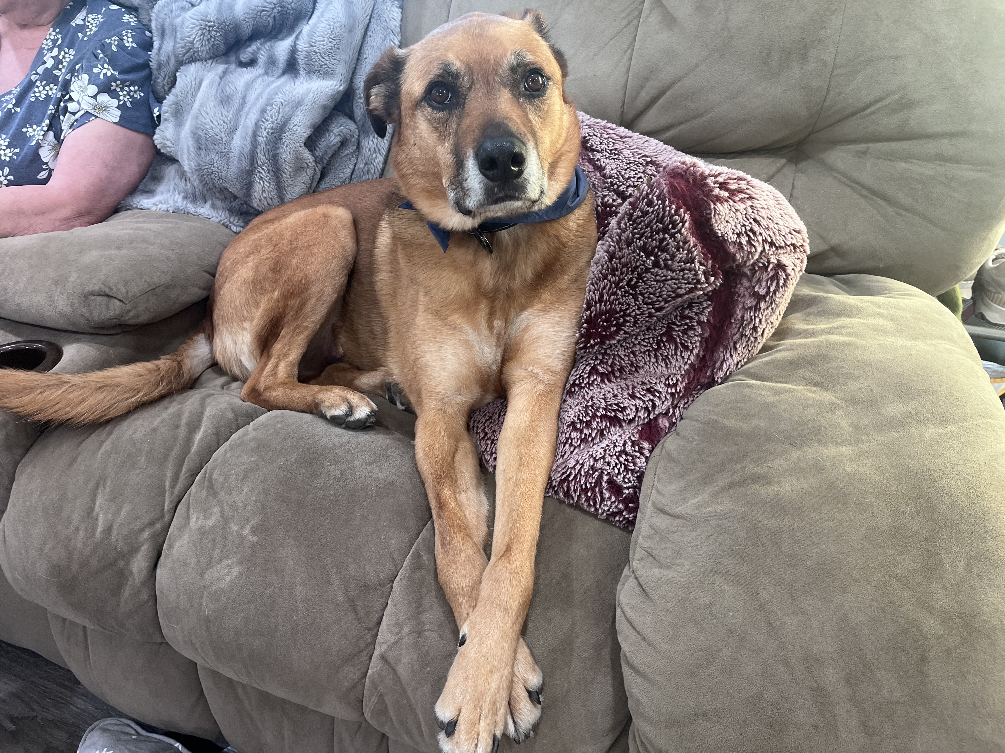 Picture of the Animal Listed