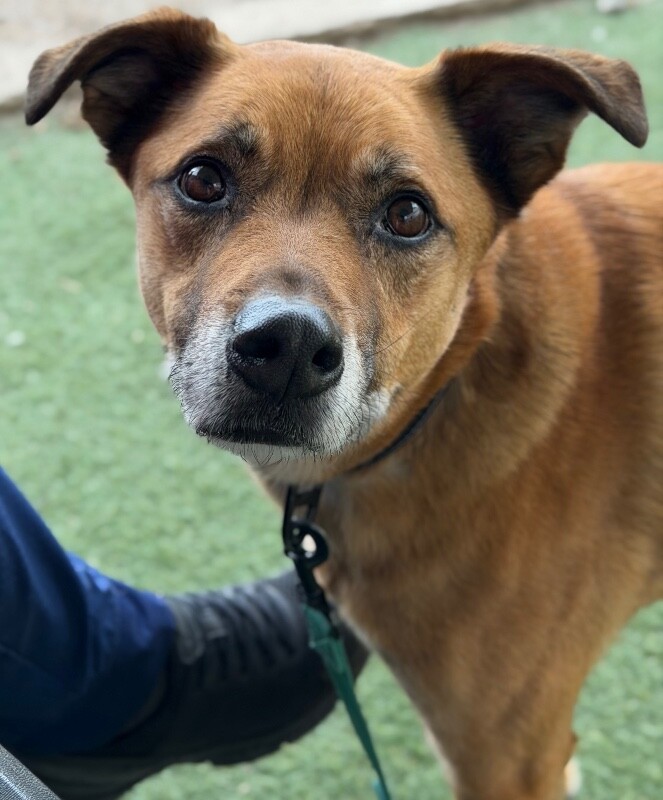 Picture of the Animal Listed