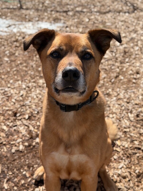 Picture of the Animal Listed