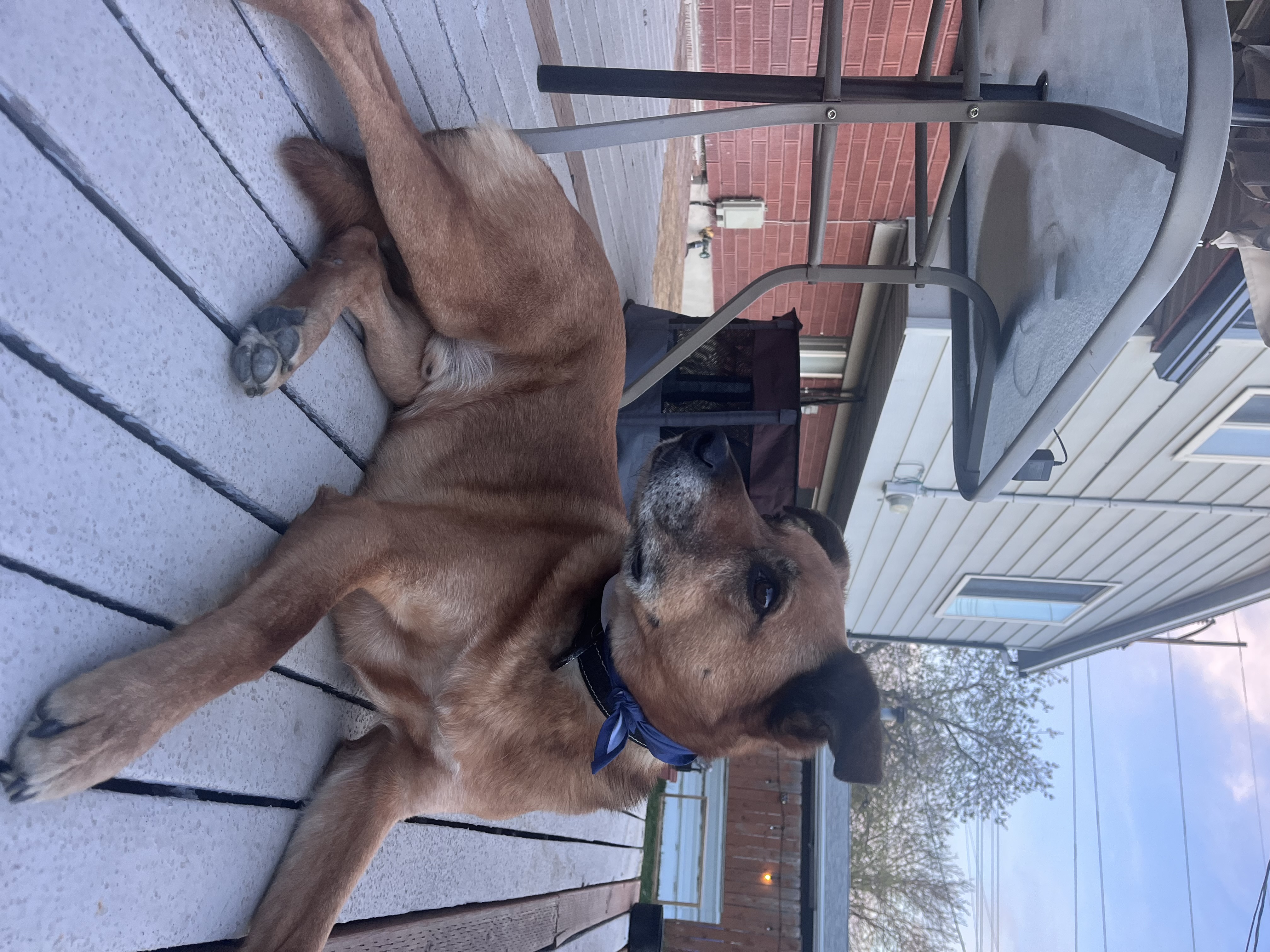 Picture of the Animal Listed