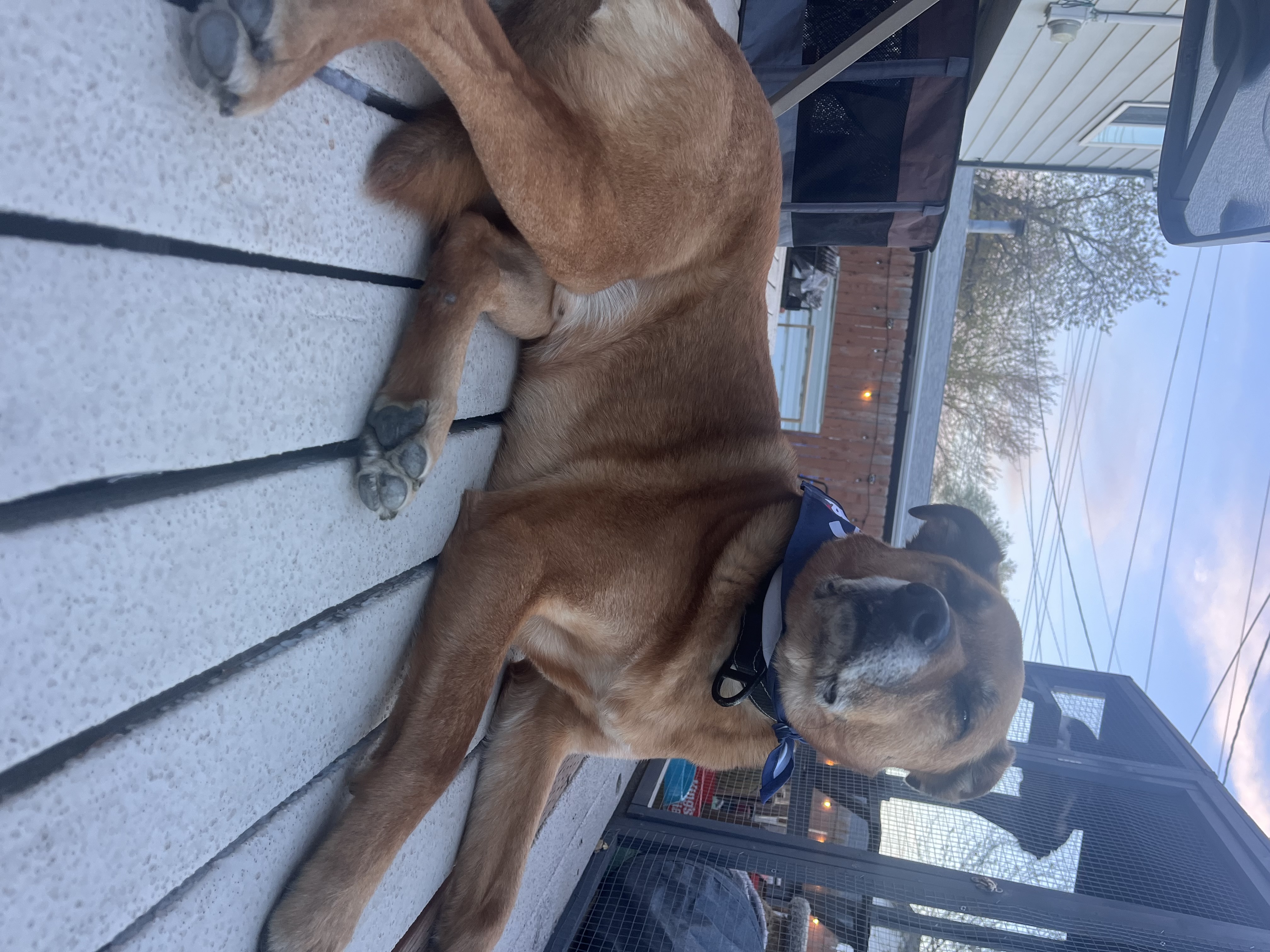 Picture of the Animal Listed