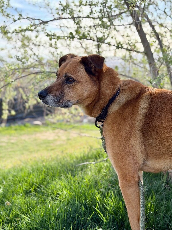 Picture of the Animal Listed