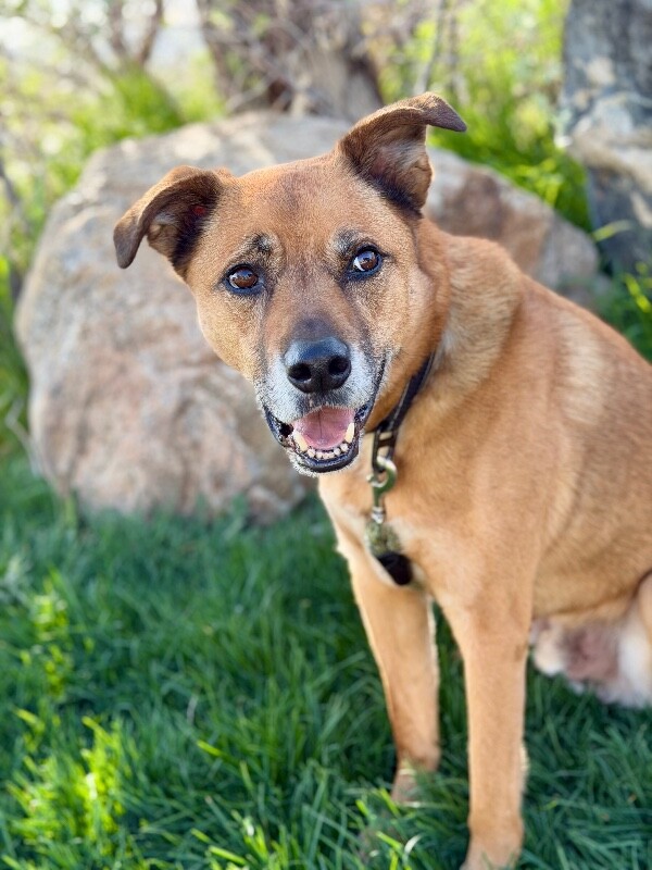 Picture of the Animal Listed