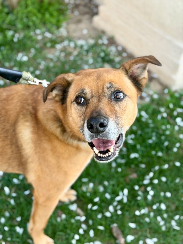 Picture of the Animal Listed