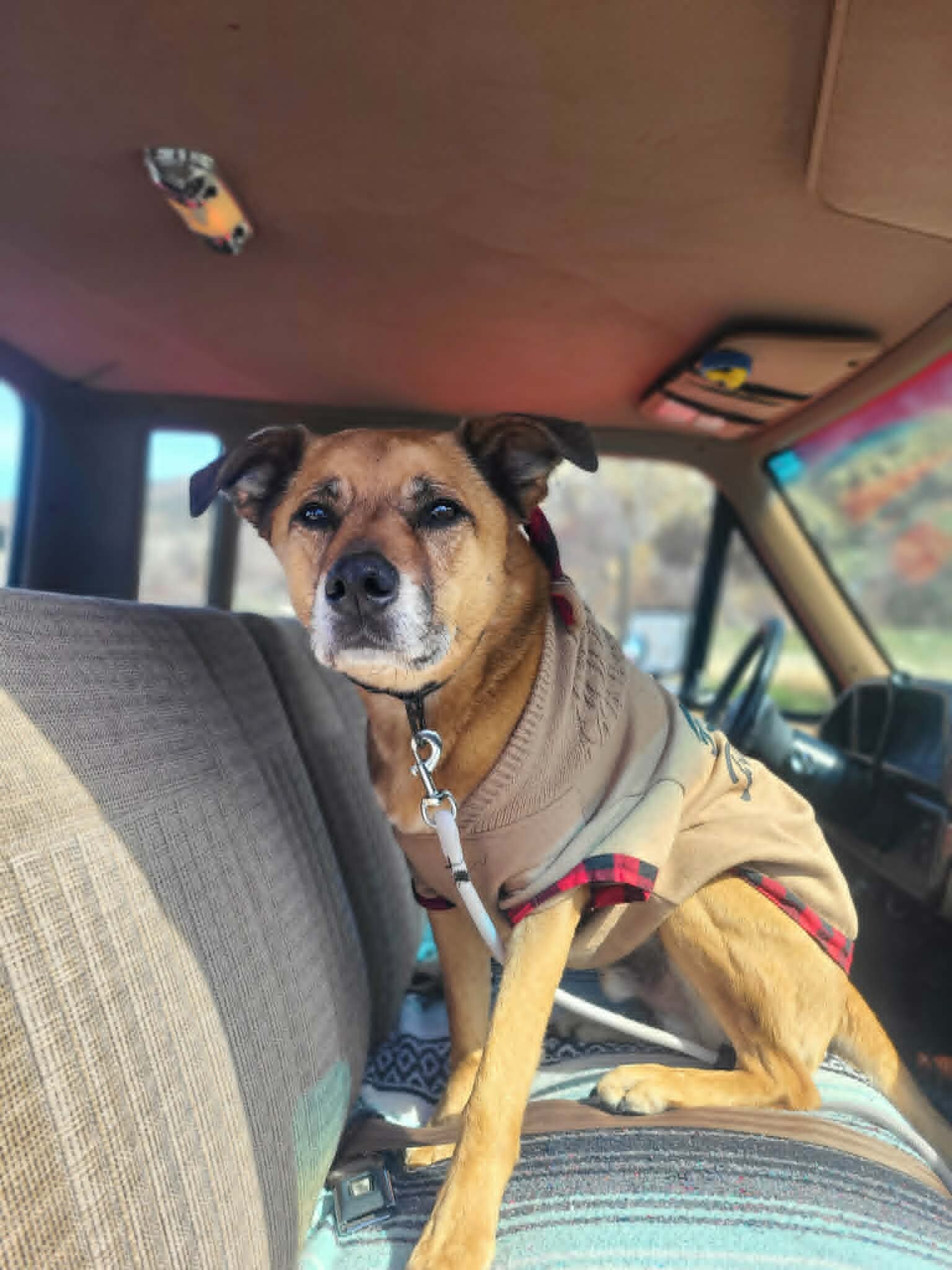 Picture of the Animal Listed