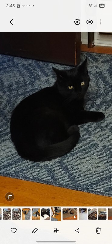 Picture of the Animal Listed