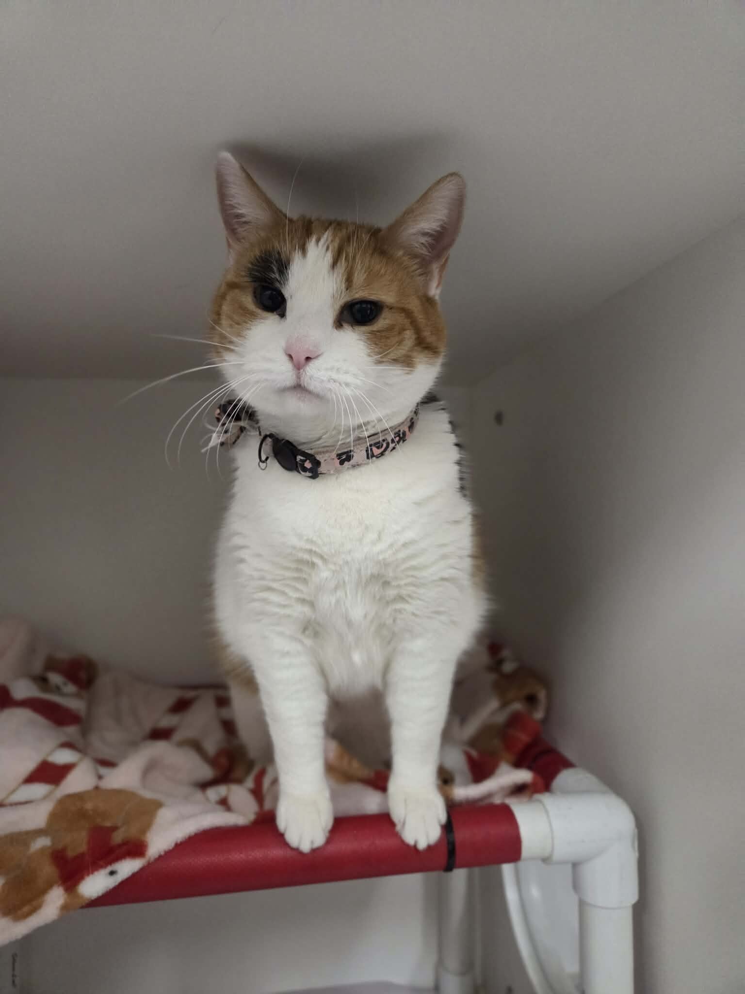 Picture of the Animal Listed