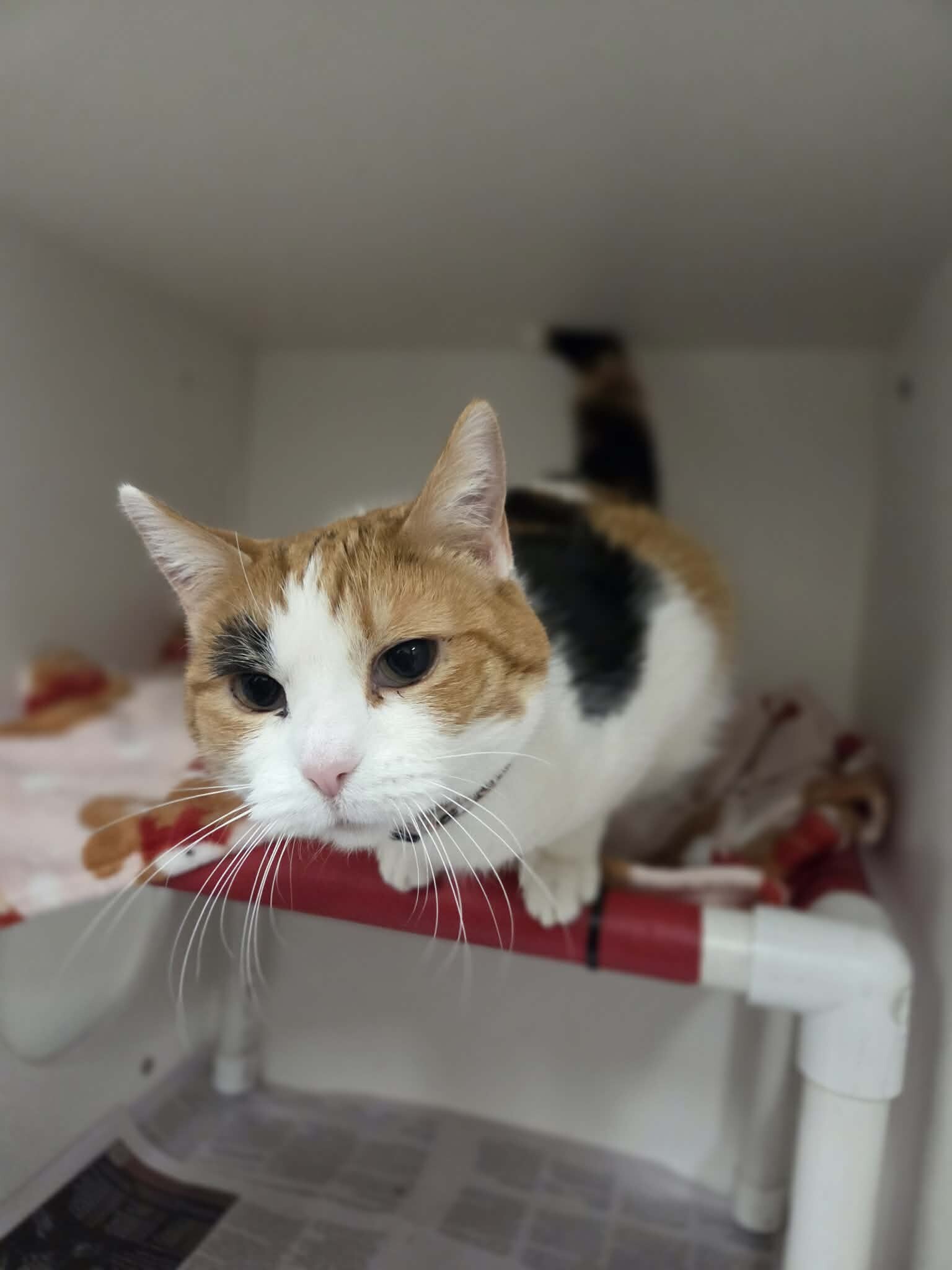 Picture of the Animal Listed