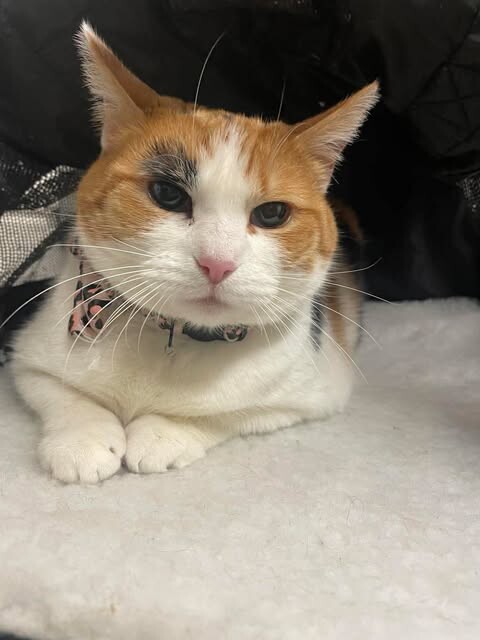 Picture of the Animal Listed