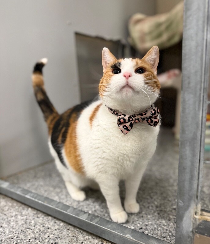 Picture of the Animal Listed