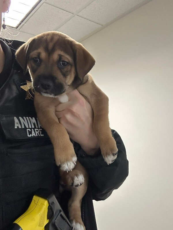 Picture of the Animal Listed