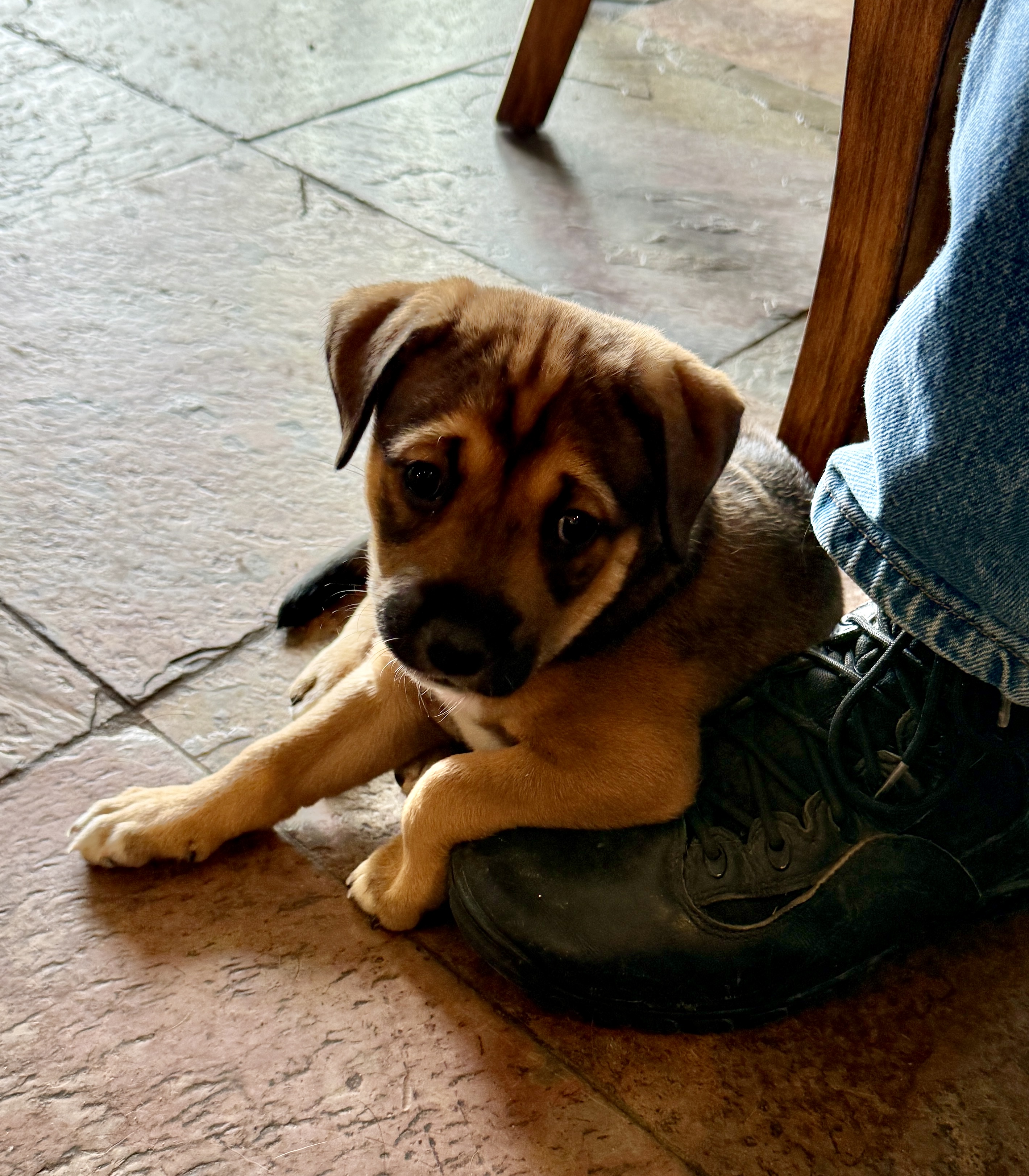 Picture of the Animal Listed