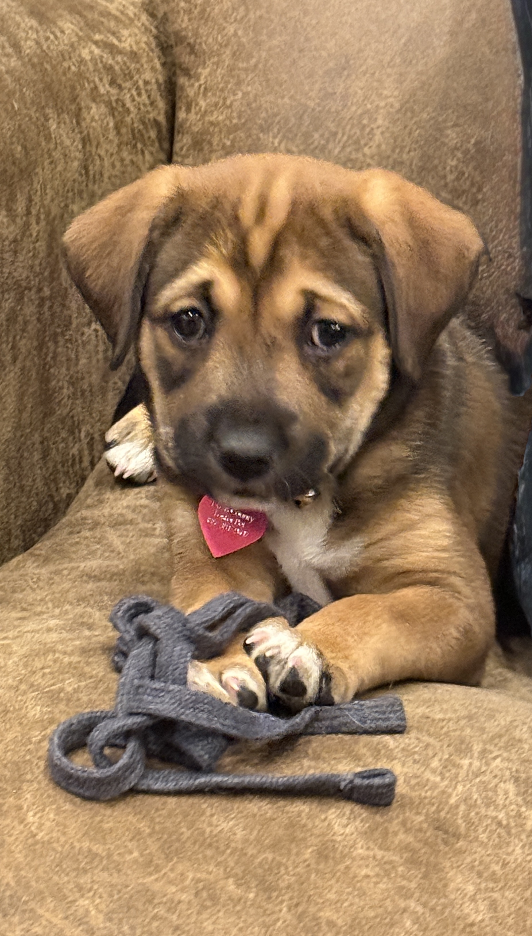 Picture of the Animal Listed